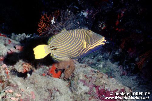 Pesce balestra striato (Balistapus undulatus)
