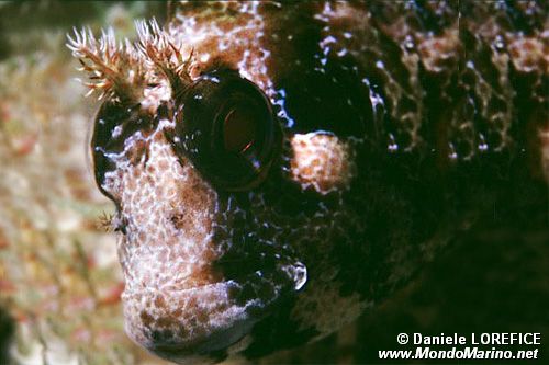 Bavosa ruggine (Parablennius gattorugine)