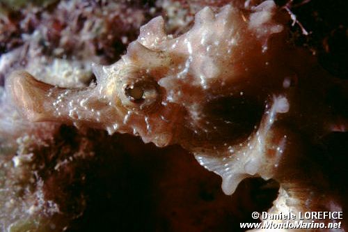 Cavalluccio marino (Hippocampus hippocampus)