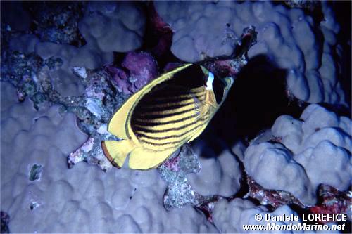Pesce farfalla fasciato (Chaetodon fasciatus)