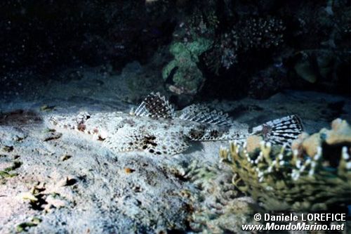 Pesce coccodrillo (Papilloculiceps longiceps)