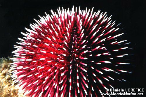 Riccio di prateria (Sphaerechinus granularis)