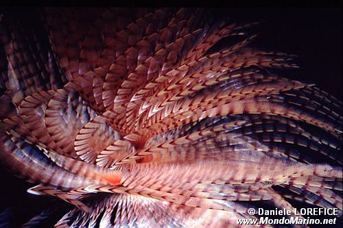 Spirografo (Sabella spallanzanii)