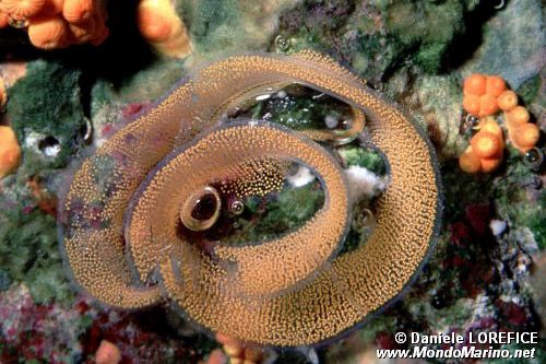 Gasteropode (Uova n.d.)