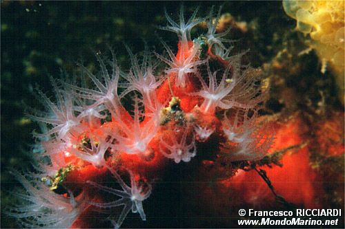 Corallo rosso (Corallium rubrum)