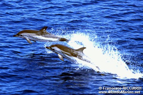 Stenella striata (Stenella coeruleoalba)