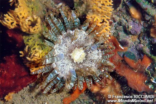 Anemone bruno (Aiptasia mutabilis)