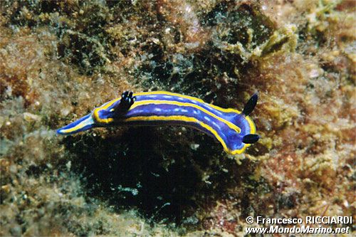 Doride tricolore (Hypselodoris tricolor)