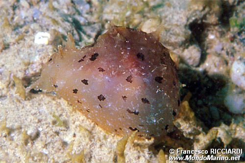 Gasteropode (Notarchus punctatus)