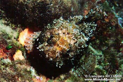Scorfano rosso (Scorpena scrofa)