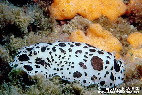 Vacchetta di mare (Discodoris atromaculata)
