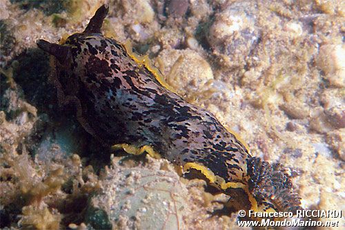 Dendrodoride orlato (Dendrodoris limbata)