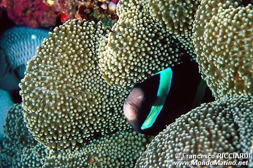Pesce pagliaccio di Clark (Amphiprion clarkii)