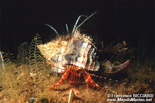 Paguro (Pagurus anachoretus)