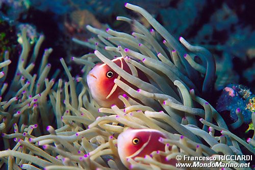 Pesce pagliaccio rosa (Amphiprion perideraion)