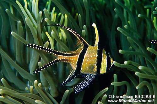 Pesce cardinale di Banka (Pterapogon kauderni)