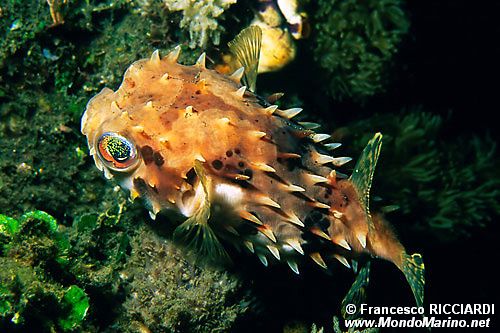 Pesce Istrice (Cichlichtys orbicularis)