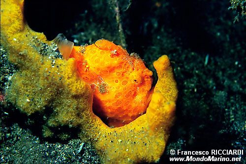 Pesce rana pitturato (Antennarius pictus)