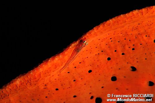 Gobide (Pleurosicya elongata)