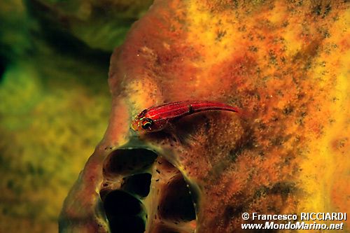 Trepinne striato (Helcogramma striata)