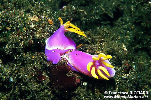 Nudibranco (Hypselodoris apolegma)