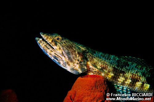 Pesce lucertola (Synodus n.d.)