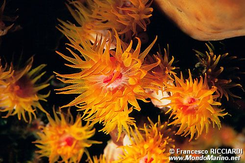 Madrepora gialla (Tubastraea faulkneri)