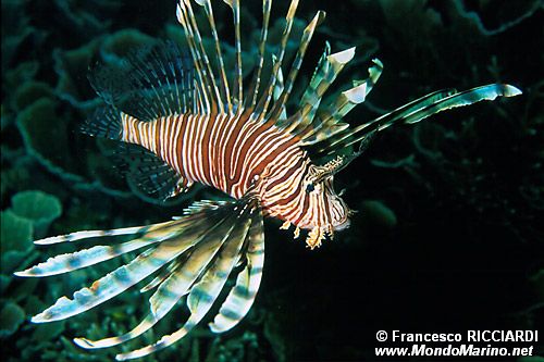 Pesce cobra (Pterois volitans)