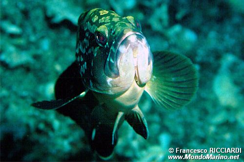 Cernia bruna (Epinephelus marginatus)