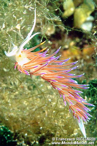 Cratena (Cratena peregrina)