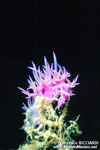 Flabellina rosa (Flabellina affinis)