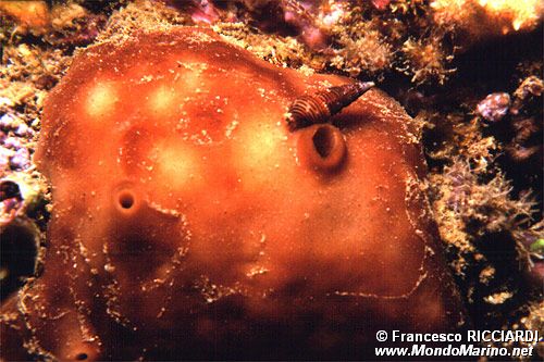 Spugna patata (Chondrosia reniformis)