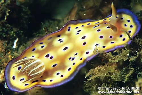 Chromodoris kuniei (Chromodoris kuniei)