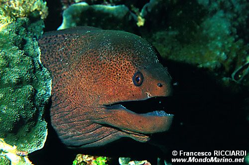 Murena gigante (Gymnothorax javanicus)