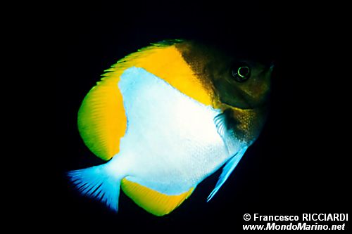 Pesce Farfalla Piramide (Hemitaurichtys polylepis)