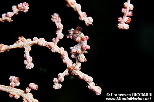 Cavalluccio marino pigmeo (Hippocampus bargibanti)