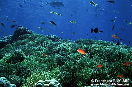 Ambiente tropicale ( )