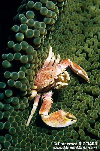Granchio porcellana (Neopetrolisthes maculatus)