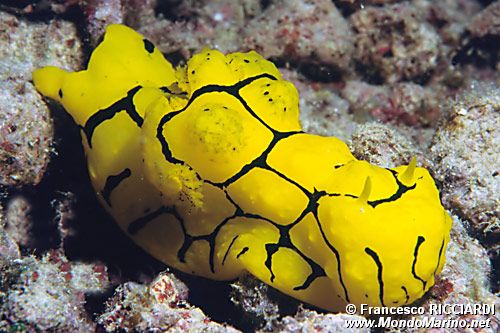 Notodoris (Notodoris minor)