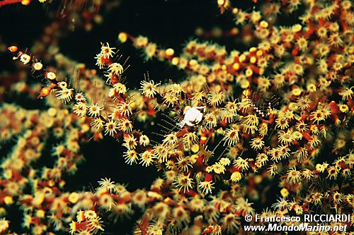 Plumularia (Plumularia habebi)