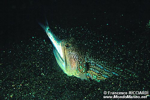 Pesce serpente (Trachinocephalus myops)