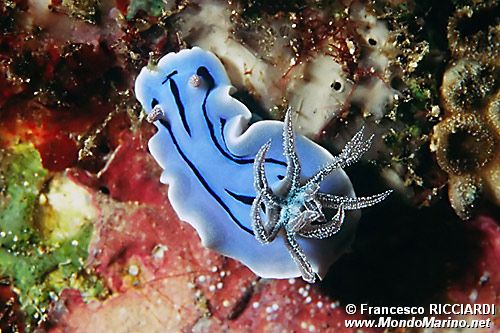 Chromodoris willani (Chromodoris willani)