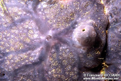 Spugna incrostante blu (Phorbas tenacior)