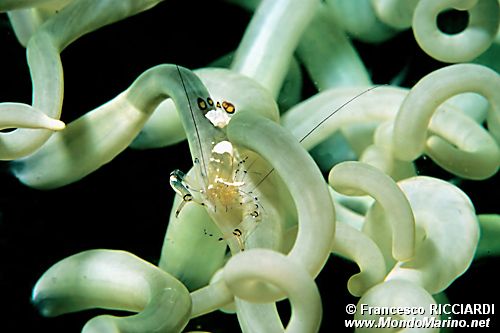 Gamberetto commensale (Periclimenes brevicarpalis)