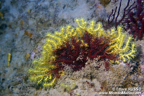 Gorgonia rossa (Paramuricea clavata)