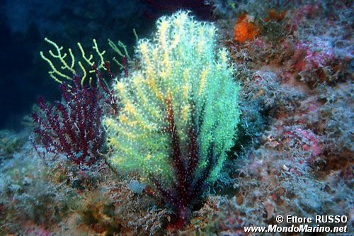 Gorgonia rossa (Paramuricea clavata)
