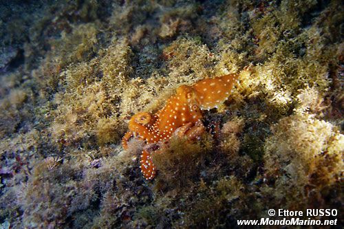 Polpessa (Octopus macropus)