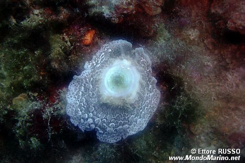 Lumaca ad ombrello (Umbraculum umbraculum)