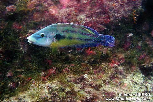 Tordo pavone (Symphodus tinca)