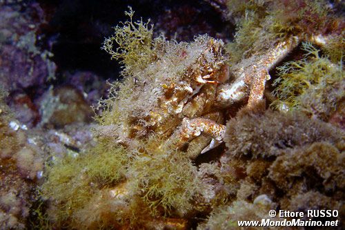 Granceola piccola (Maja crispata)